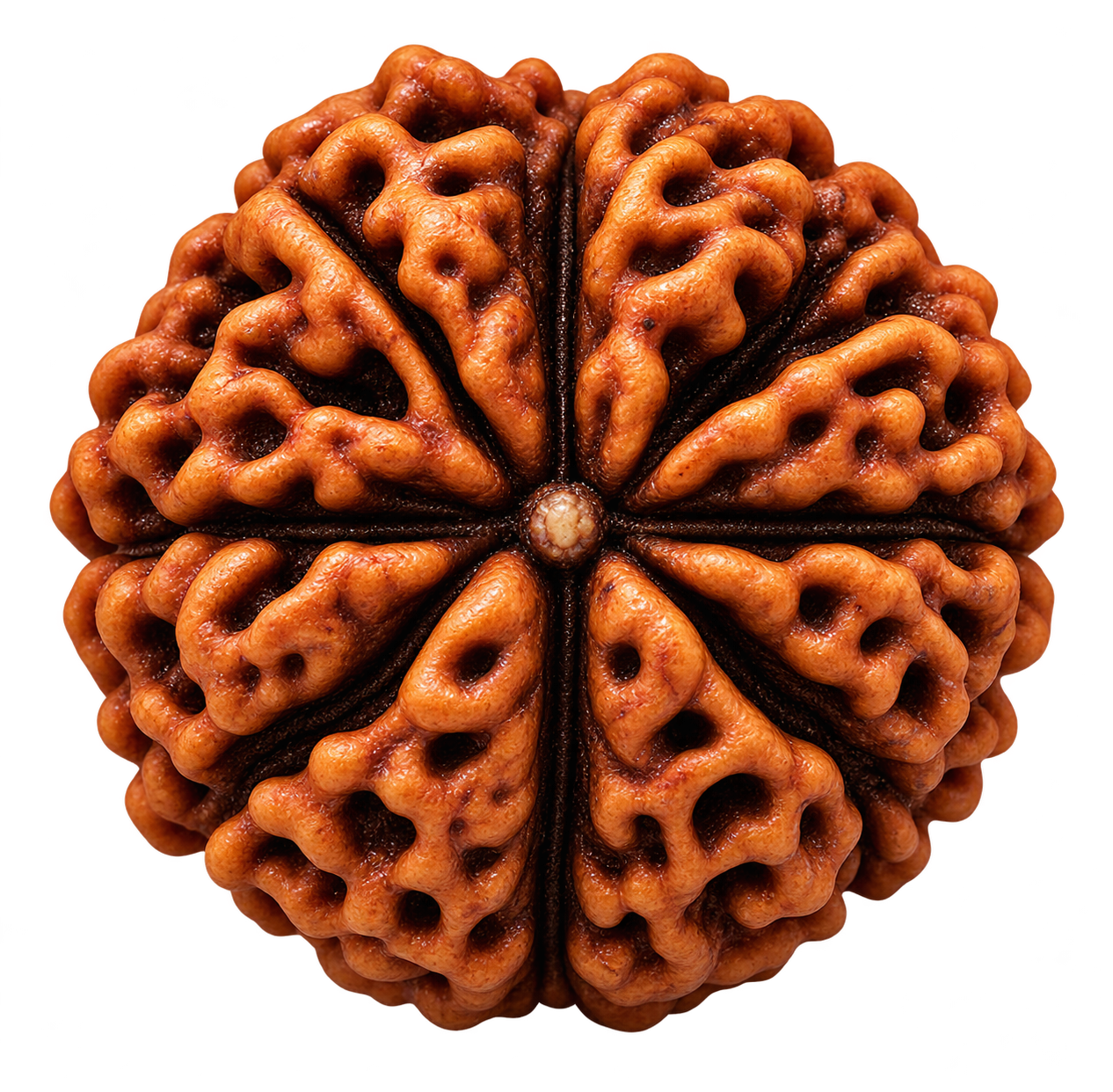 1 Mukhi Rudraksha