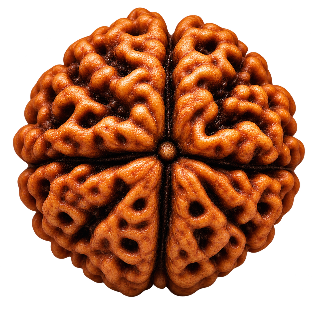 5 Mukhi Rudraksha