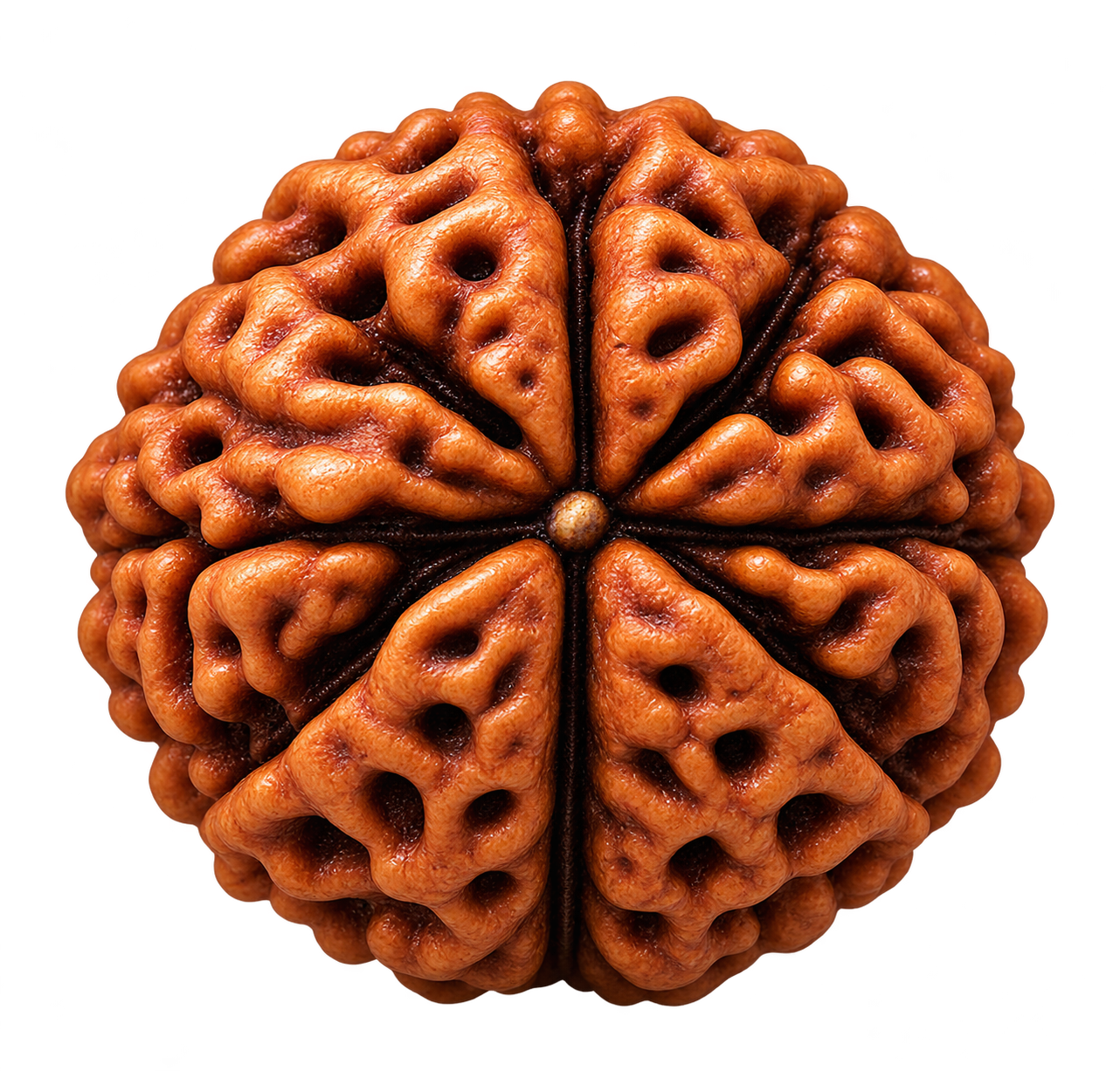 3 Mukhi Rudraksha