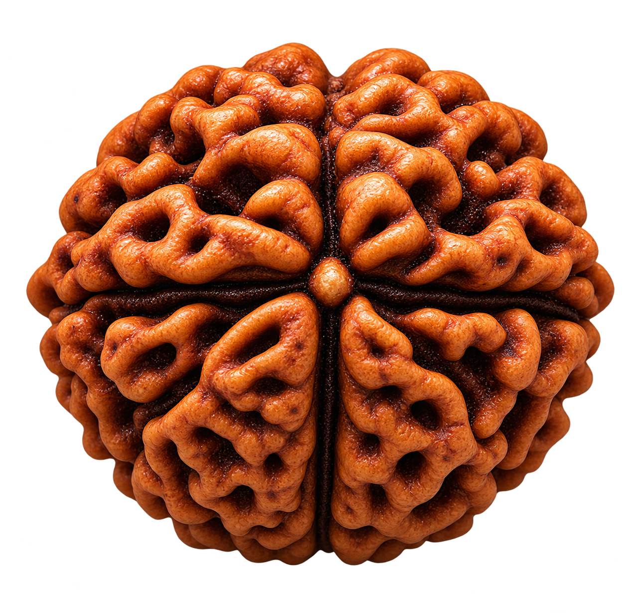 7 Mukhi Rudraksha