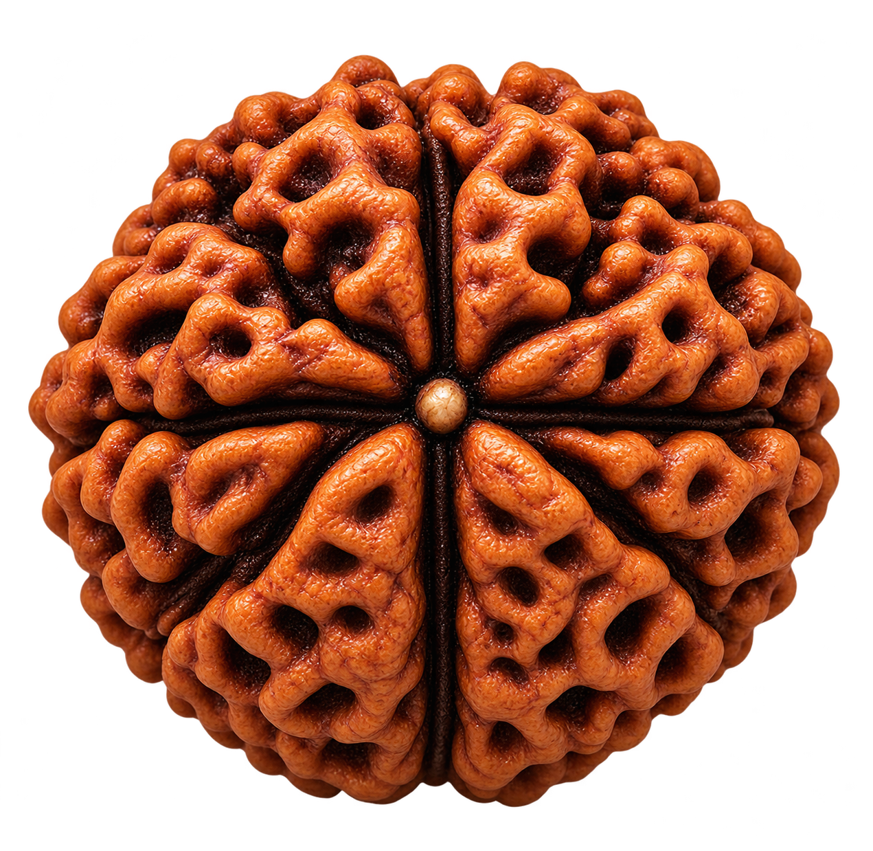 7 Mukhi Rudraksha