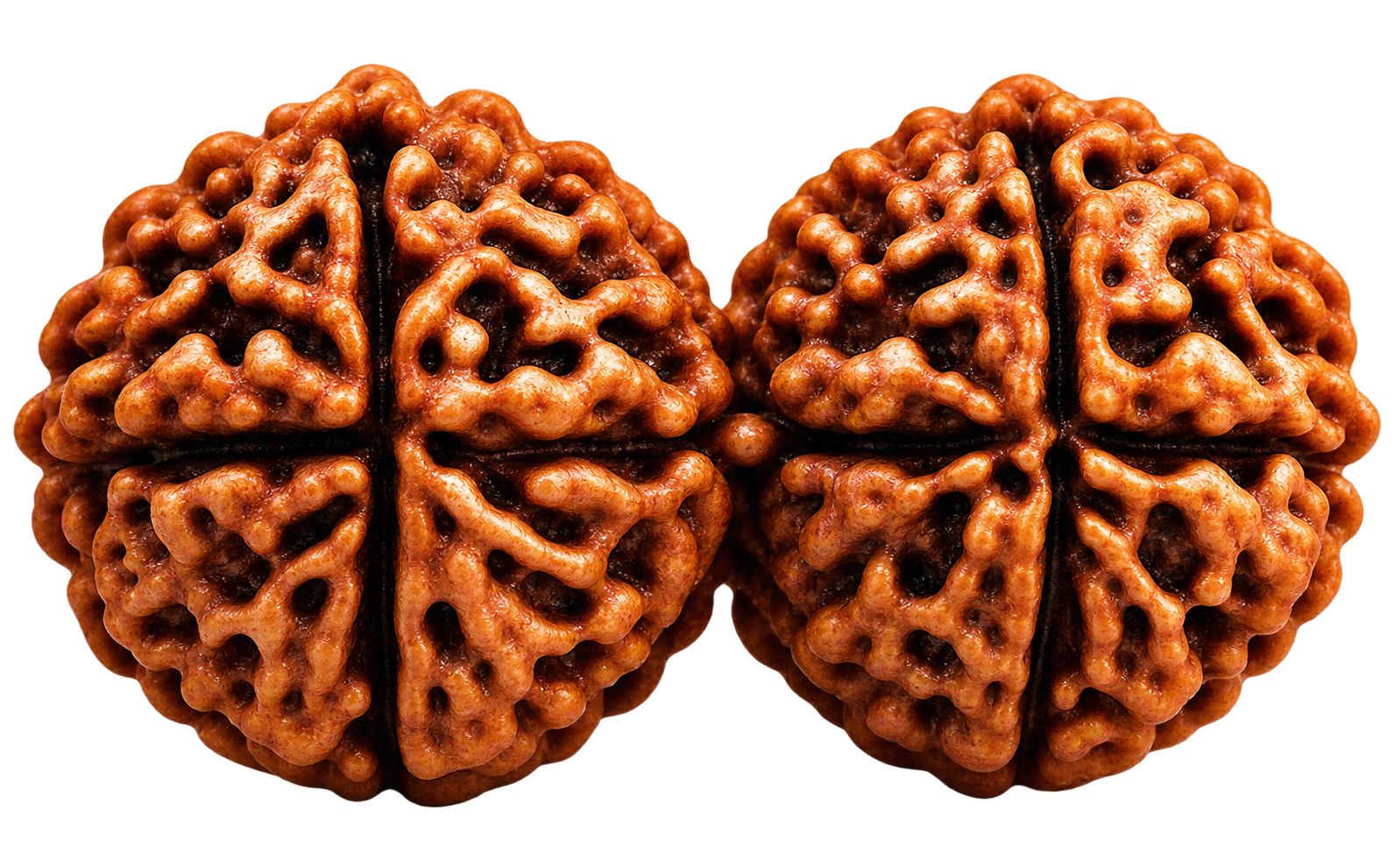 14 Mukhi Rudraksha